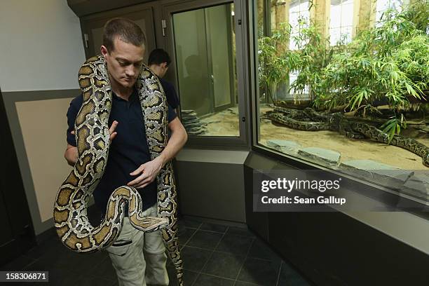 Zookeeper Thomas Warkentin carries Saskia, a Burmese python who is 3.2 meters long, before measuring the snake during the annual animal inventory at...