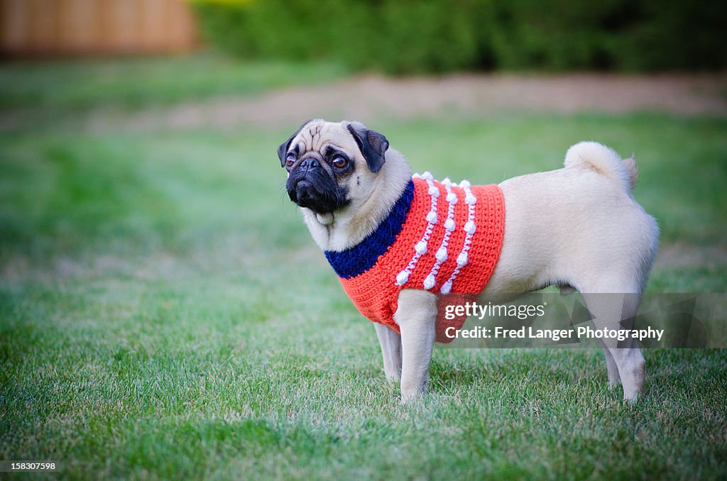 Pug in red sweater vest