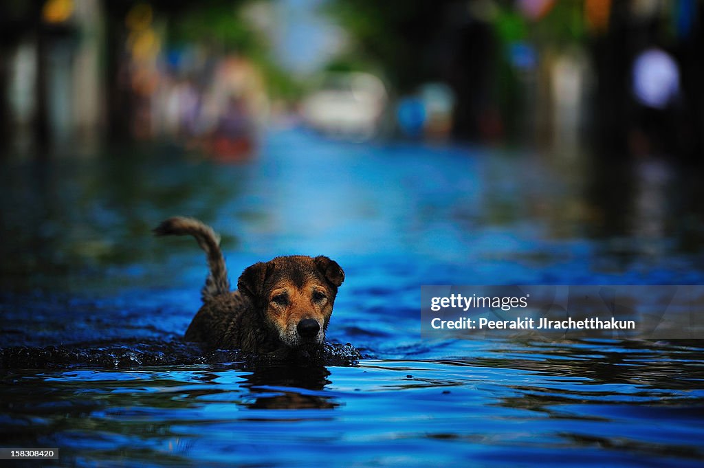 Dog swimming in flood
