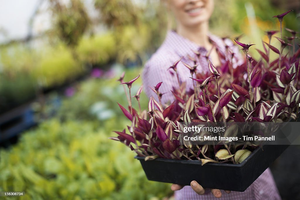 Organic Vegetable Garden. A woman working in among the vegetable beds.