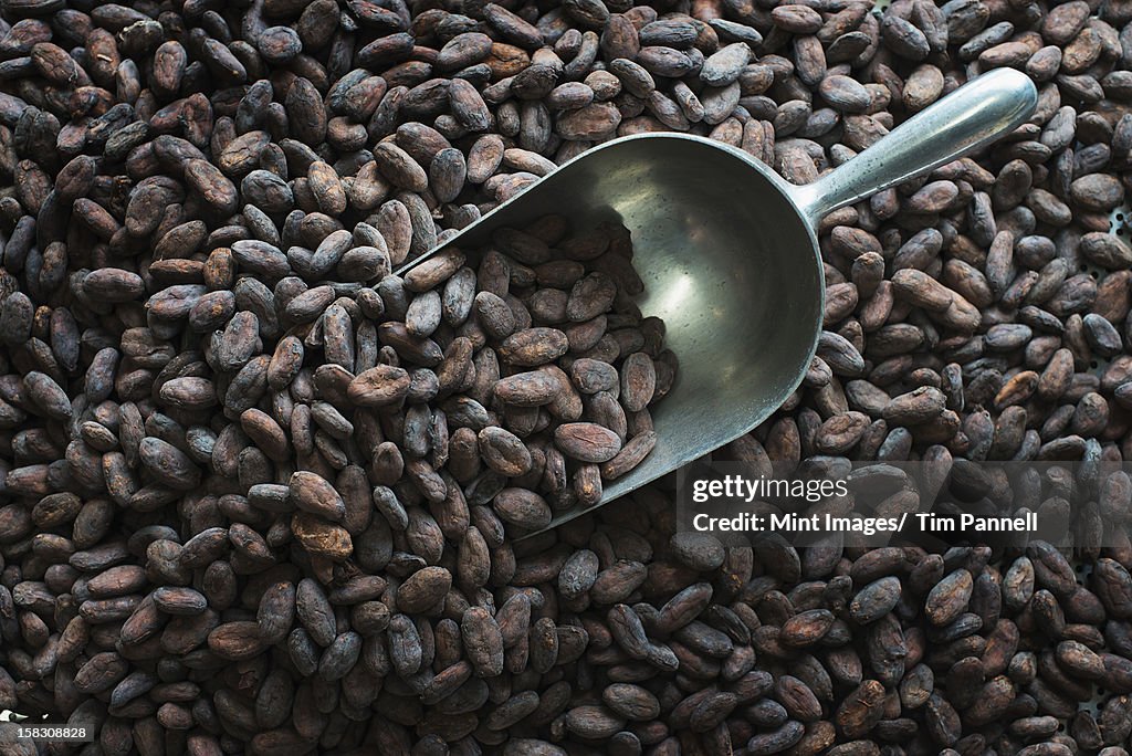 Organic Chocolate Manufacturing. A tray of cocoa beans, the dried seed of Theobroma cacao, the raw material for chocolate making. 