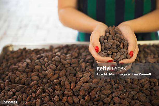 organic chocolate manufacturing. a person holding a handful of cocoa beans, the seed of theobroma cacao, raw materials for chocolate making.  - cacao tree stock-fotos und bilder