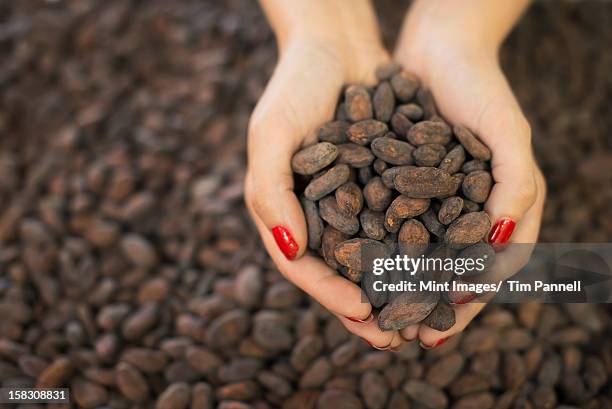organic chocolate manufacturing. a person holding a handful of cocoa beans, the seed of theobroma cacao, raw materials for chocolate making.  - shandaken stock pictures, royalty-free photos & images