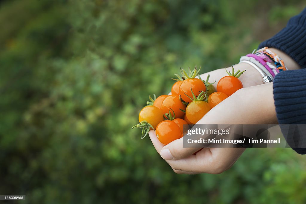 La agricultura ecológica. Una niña sostiene un puñado de cereza maduros tomatoe