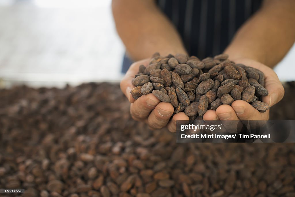 Organic Chocolate Manufacturing. A person holding a handful of cocoa beans, the seed of Theobroma cacao, raw materials for chocolate making. 