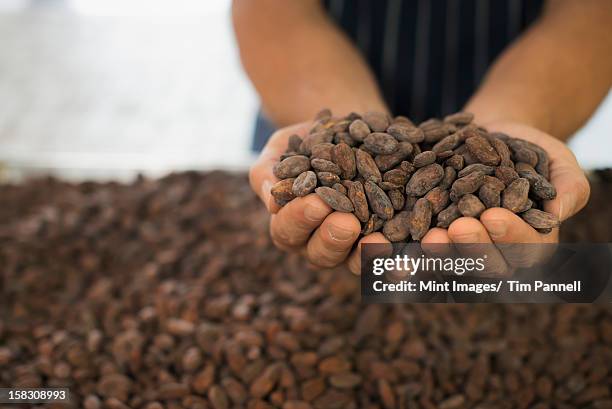 organic chocolate manufacturing. a person holding a handful of cocoa beans, the seed of theobroma cacao, raw materials for chocolate making.  - shandaken stock pictures, royalty-free photos & images