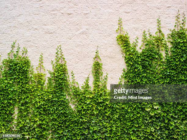 ivy growing, a lush plant on a brick wall - creeper stock-fotos und bilder