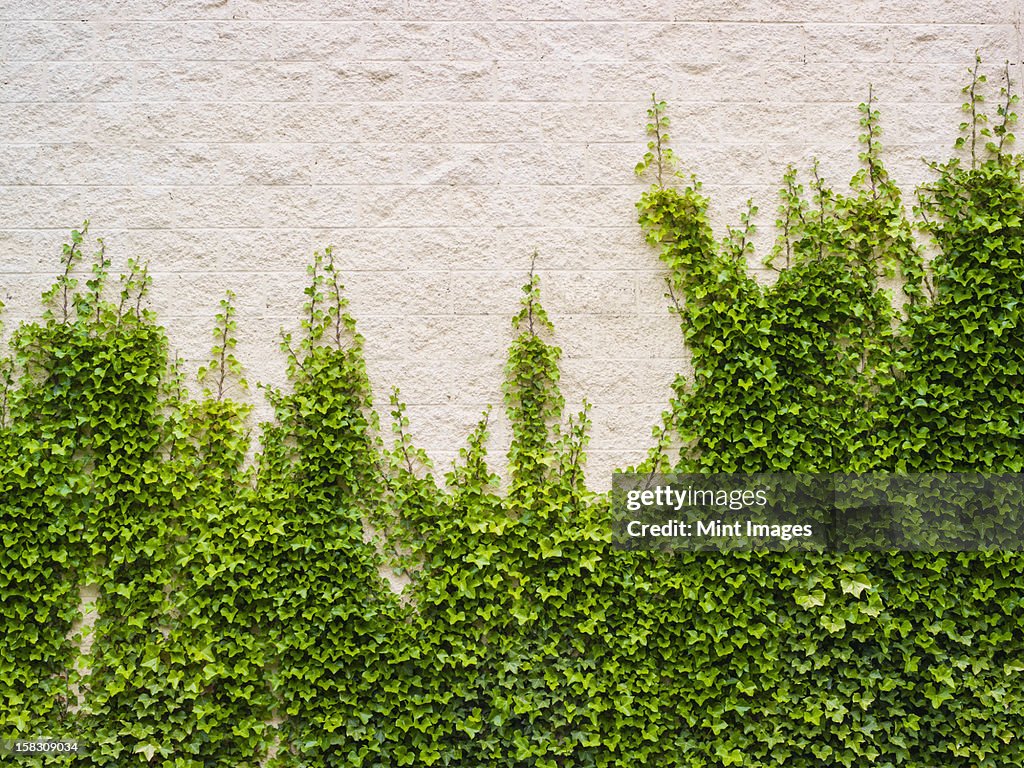 Ivy growing, a lush plant on a brick wall