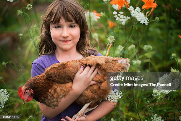 a young girl holding a domestic hen, with brown feathers and a red comb. - chicken bird stock pictures, royalty-free photos & images