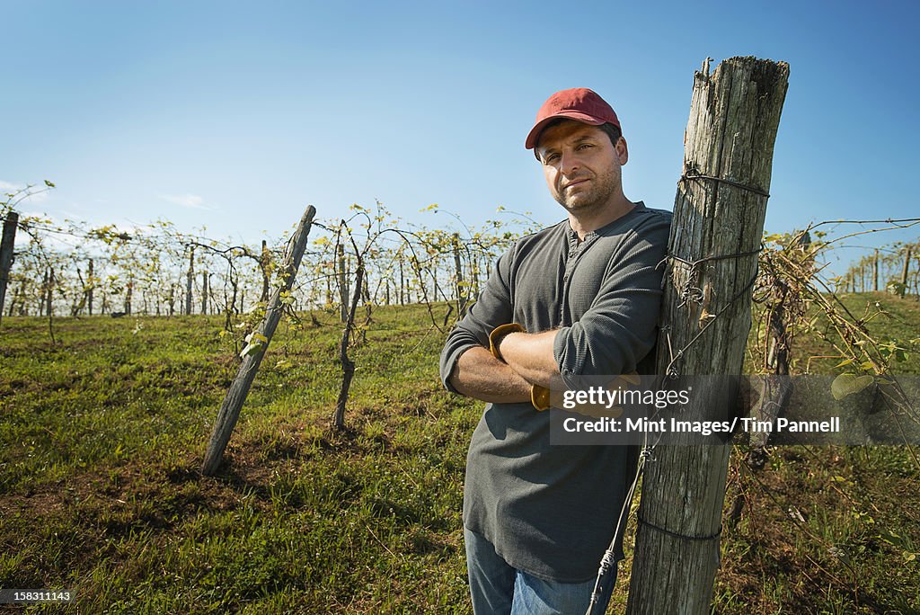 A vineyard with young vines being trained along wires to produce a good grape harvest.