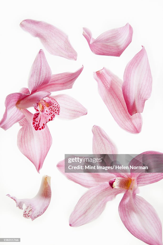 Still life close up of fresh delicate pink plant petals.