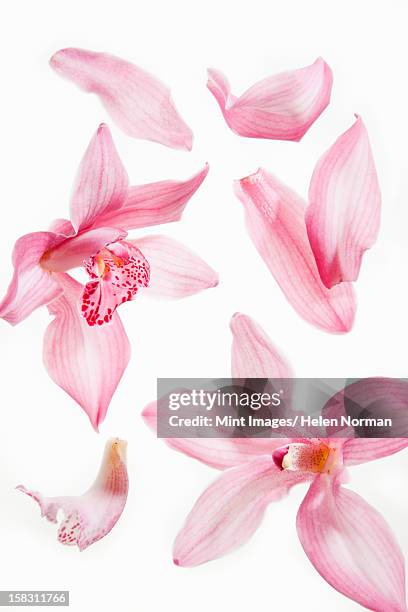 still life close up of fresh delicate pink plant petals. - petals stock pictures, royalty-free photos & images