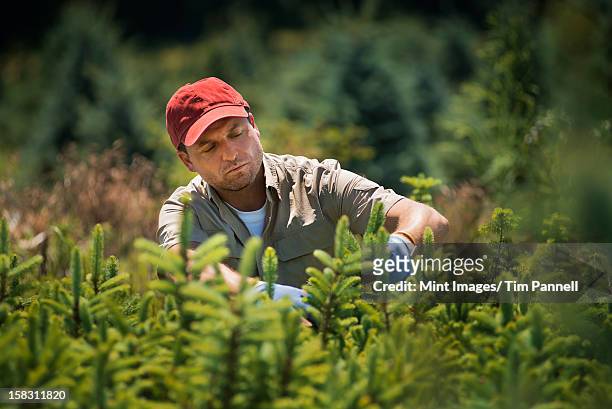 ein mann tragen von handschuhen clipping und stutzen - tree farm stock-fotos und bilder
