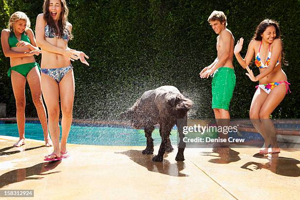 dog shaking water on girls near swimming pool - teen boy barefoot stock pictures, royalty-free photos & images