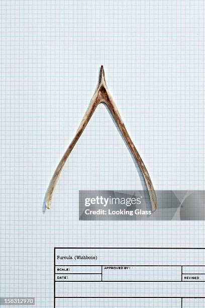 wishbone on graph paper - wishbone stock pictures, royalty-free photos & images