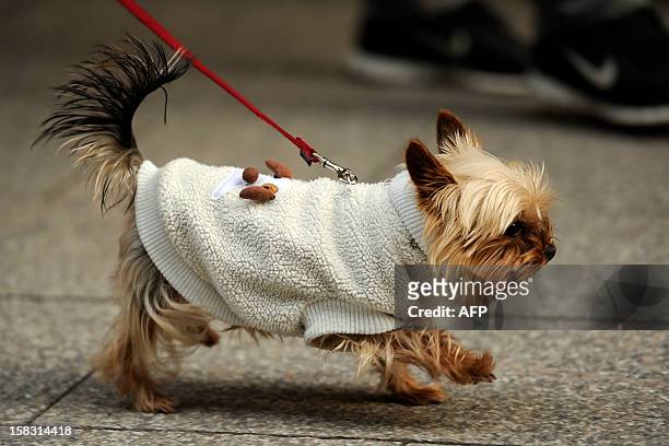 Yorkshire Terrier wears a warm outfit on December 13, 2012 in Cologne. AFP PHOTO / MARIUS BECKER /GERMANY OUT