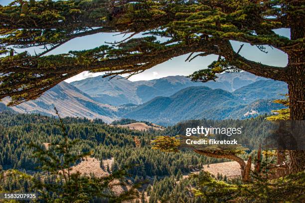 Cedar Tree Range 1,430 Cedar Mountain Range Stock Photos, High-Res Pictures, and Images ...
