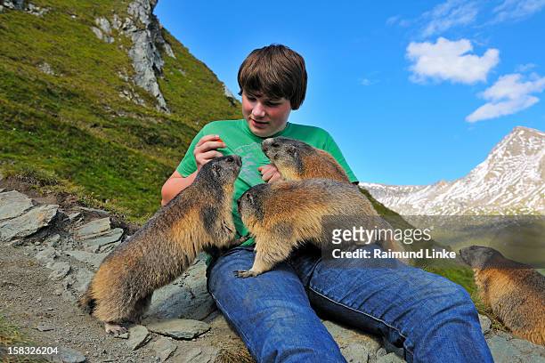teenager and alpine marmots - hohe tauern national park stockfoto's en -beelden