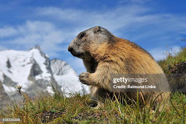 alpine marmot, marmota marmota - groundhog shadow stock pictures, royalty-free photos & images