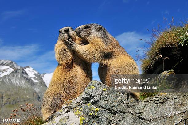 alpine marmots, marmota marmota - hohe tauern stock pictures, royalty-free photos & images