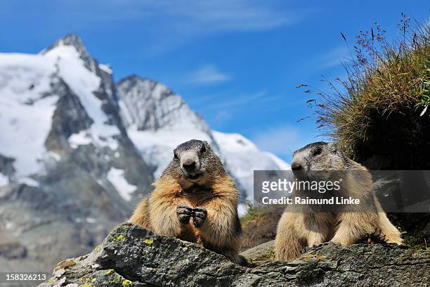 alpine marmots, marmota marmota - marmota stock-fotos und bilder
