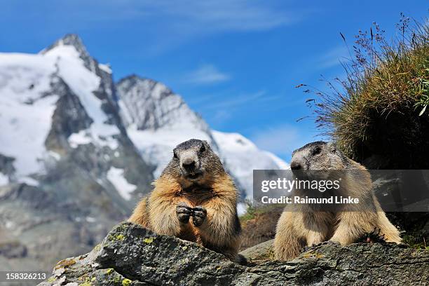 alpine marmots, marmota marmota - marmota monax photos et images de collection