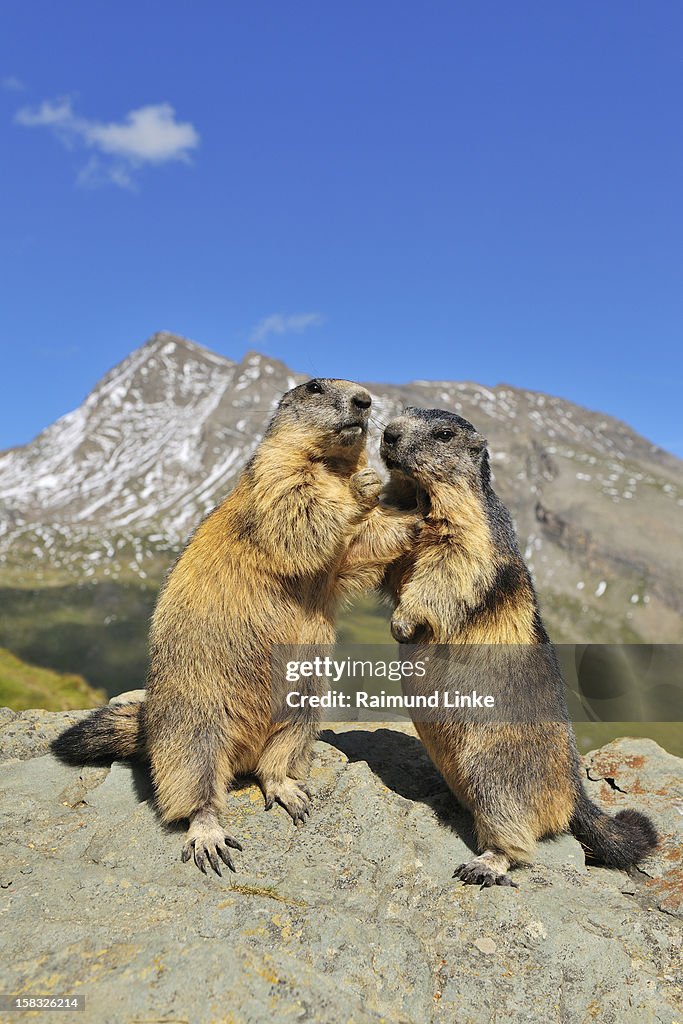 Alpine Marmots, Marmota marmota