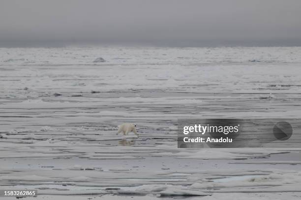 An aerial view of the glaciers as a polar bear , one of the species most affected by climate change, walks in Svalbard and Jan Mayen, on July 15,...