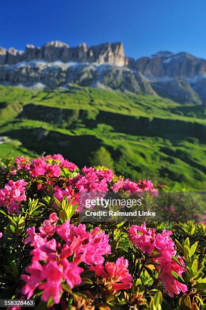 7点のアルペンローゼのストックフォト Getty Images 7点のアルペンローゼのストックフォト Getty Images