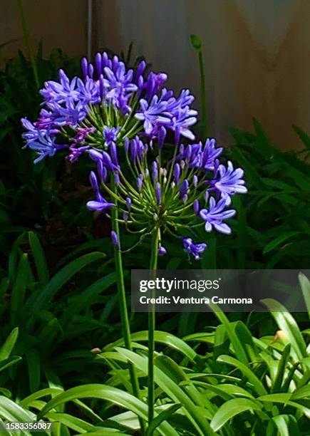 agapanthus praecox - african lily fotografías e imágenes de stock