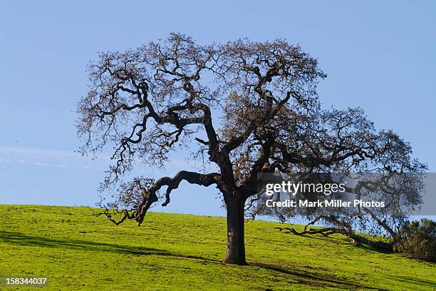 Knoll Tree Oak Knoll Photos and Premium High Res Pictures - Getty Images