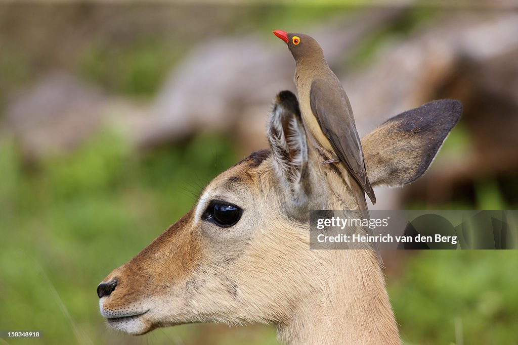 Red-billed Oxpecker on impala's head