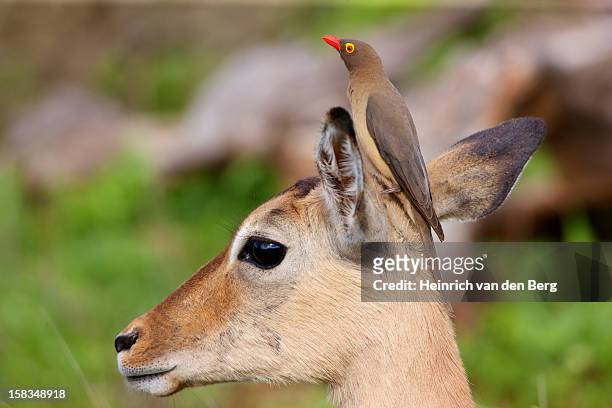 red-billed oxpecker on impala's head - symbiotic relationship stock pictures, royalty-free photos & images