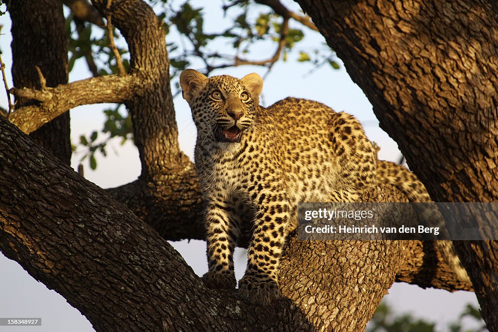 Leopard cub in tree
