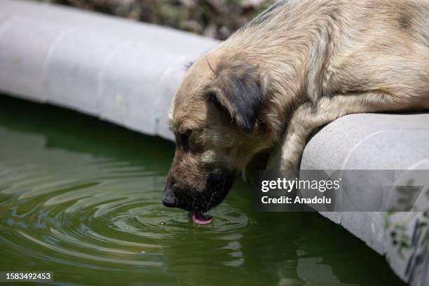 Dog drinks water from a fountain to cool off during hot weather in Ankara, Turkiye on August 07, 2023.