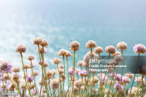 sea pinks, cornwall - graham stock pictures, royalty-free photos & images