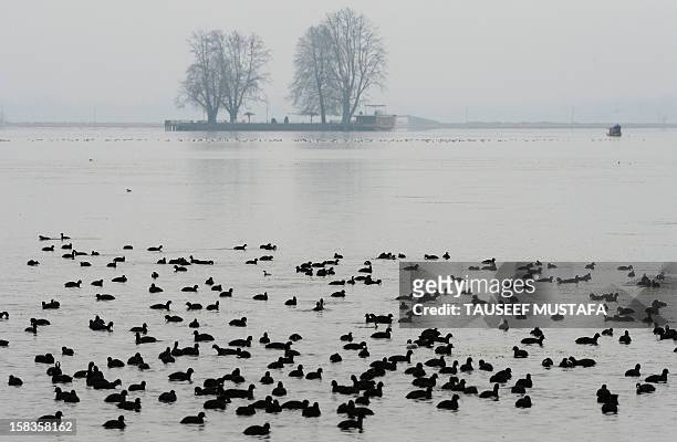 Migratory birds float in Dal lake during a rain in Srinagar on December 14, 2012. Most parts of the Kashmir Valley, including Srinagar, received...