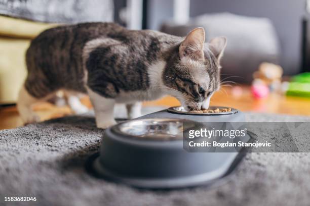 domestic cat eating from a gray bowl - cat eating stock pictures, royalty-free photos & images