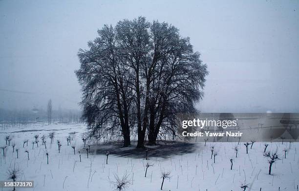 View of a tree coverd with snow during a snowfall December 14 in Lower Munda, 85 km south of Srinagar, the summer capital of Indian Administered...