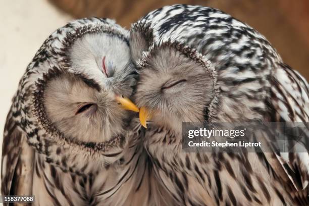 love is.... - two owls stock pictures, royalty-free photos & images