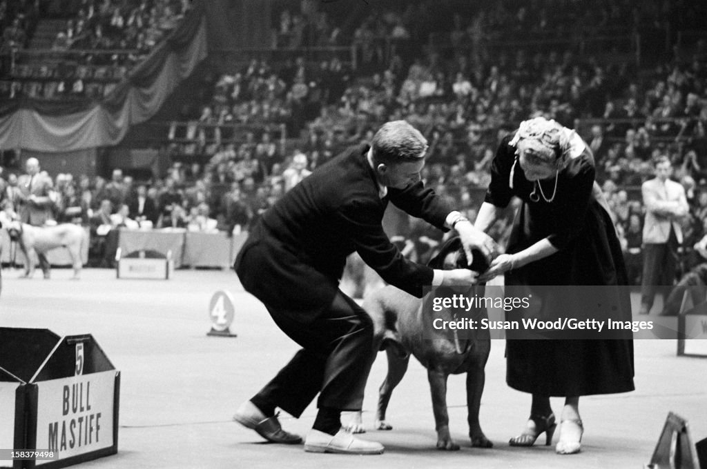 At The Westminster Kennel Club Dog Show