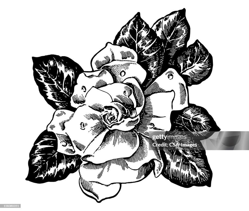 Gardenia