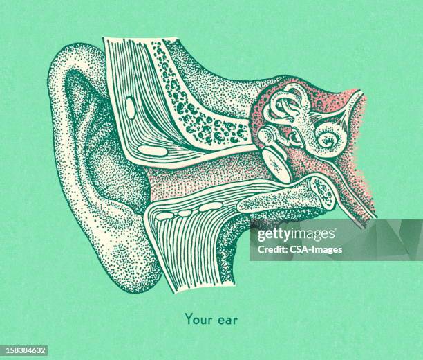 your ear - human ear stock illustrations