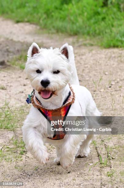 West Highland Terrier named Sacha, selected by a major canine agency for photo shoots and cinema, runs around in a field on August 7, 2023 in Noisy...