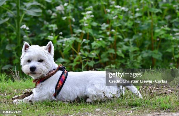 West Highland Terrier named Sacha, selected by a major canine agency for photo shoots and cinema, plays with a stick in a field on August 7, 2023 in...