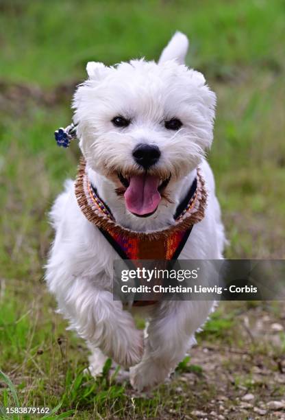 West Highland Terrier named Sacha, selected by a major canine agency for photo shoots and cinema, runs around in a field on August 7, 2023 in Noisy...