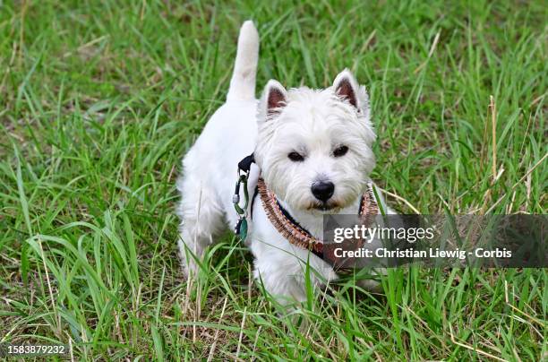 West Highland Terrier named Sacha, selected by a major canine agency for photo shoots and cinema, runs around in a field on August 7, 2023 in Noisy...