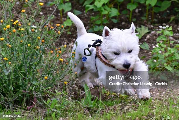 West Highland Terrier named Sacha, selected by a major canine agency for photo shoots and cinema, runs around in a field on August 7, 2023 in Noisy...