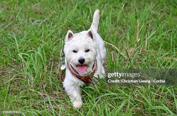 West Highland Terrier named Sacha, selected by a major canine agency for photo shoots and cinema, runs around in a field on August 7, 2023 in Noisy...