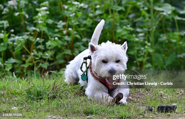 West Highland Terrier named Sacha, selected by a major canine agency for photo shoots and cinema, plays with a stick in a field on August 7, 2023 in...